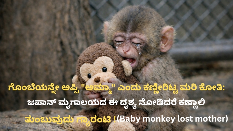 Baby monkey lost mother: ​